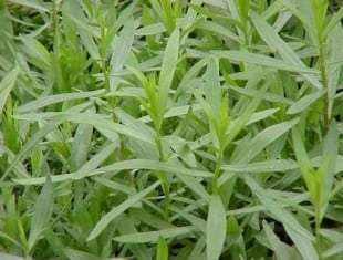 Artemisia dracunculus 'French Tarragon'