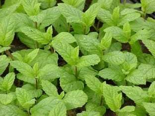 Mentha spicata 'Spearmint'
