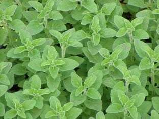 Origanum vulgare 'Greek'