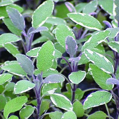 Salvia officinalis Tricolor