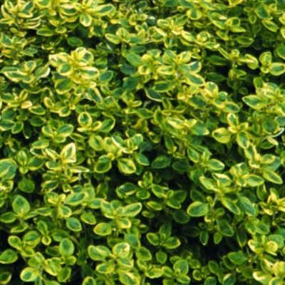 Thymus Variegated (Lemon Variegated Thyme)