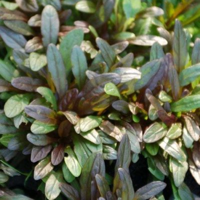 Ajuga reptans 'Chocolate Chips'
