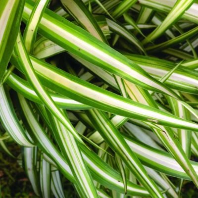 Chlorophytum comosum 'Green Edge'