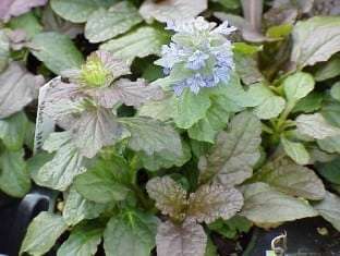 Ajuga reptans 'Bronze Beauty'