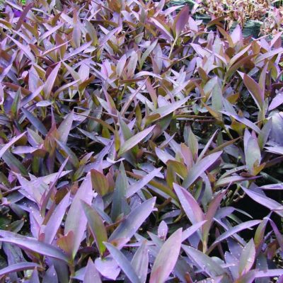 Tradescantia setcreasea pallida 'Purple Queen' (Purple Heart)