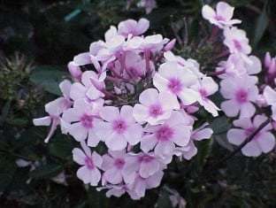 Phlox paniculata 'Bright Eye'