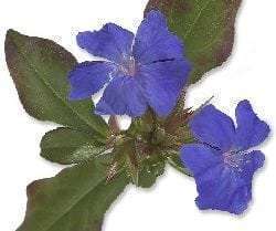 Ceratostigma plumbaginoides