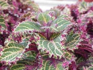 Coleus 'Peters Wonder'