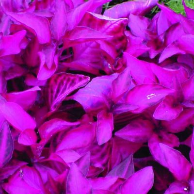 Iresine herbstii 'Brilliantisima'