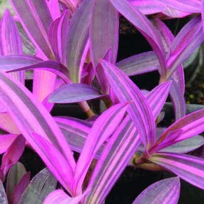 Tradescantia setcreasea pallida 'Purple Variegata'