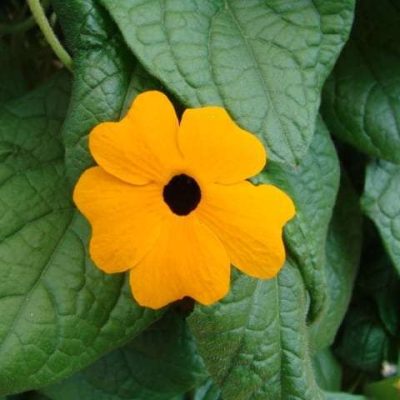 Thunbergia alata Sunny Susy® New Orange