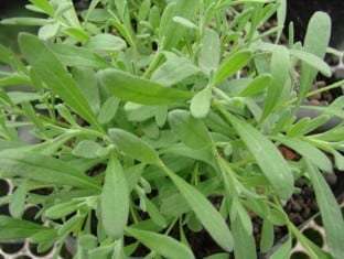 Lavandula intermedia Provence