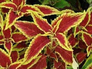 Coleus 'Defiance'