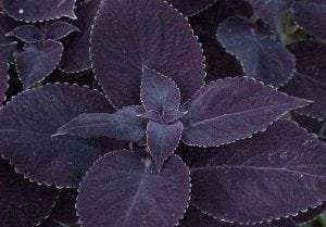 Coleus 'Merlot'