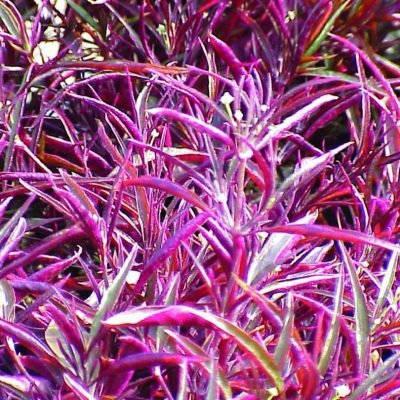 Alternanthera Red Threads