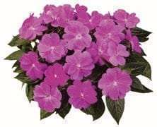 Impatiens, New Guinea Harmony Dark Lilac