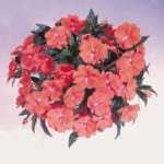 Impatiens, New Guinea Harmony Deep Salmon