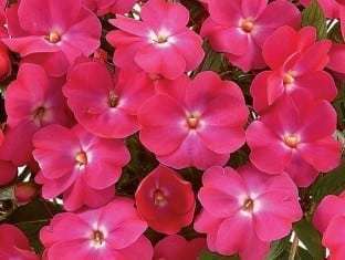 Impatiens, New Guinea Harmony Dark Pink