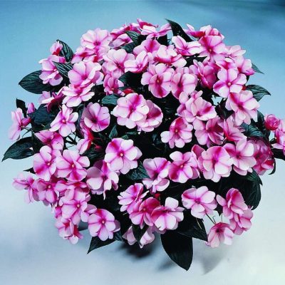 Impatiens, New Guinea Harmony Raspberry Cream