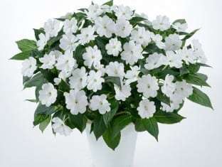 Impatiens, New Guinea Harmony White
