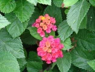 Lantana Florida Fuchsia Mound