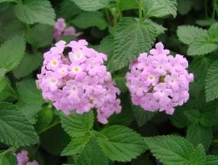 Lantana Trailing Lavender