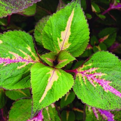 Perilla frutescens 'Tricolor'