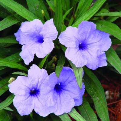 Ruellia brittoniana Compacta Blue