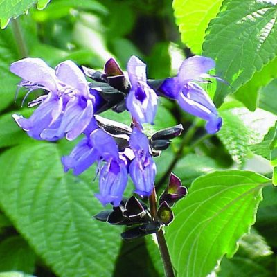 Salvia guaranitica Black & Blue