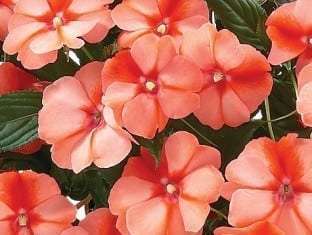 Impatiens, New Guinea Harmony Apricot Cream