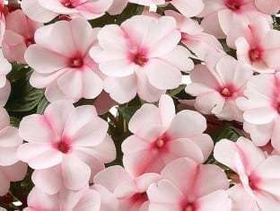 Impatiens, New Guinea Harmony Candy Cream
