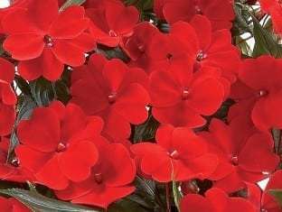 Impatiens, New Guinea Harmony Deep Red