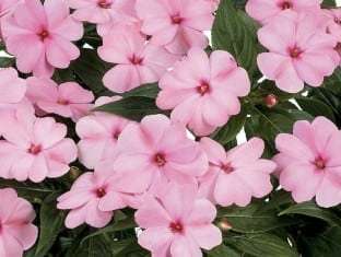 Impatiens, New Guinea Harmony Pink Smile