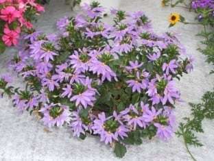 Scaevola aemula 'Scalora® Top Pot Blue'