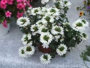 Scaevola aemula Surdiva® White Improved