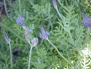 Lavandula buchii Pinnata