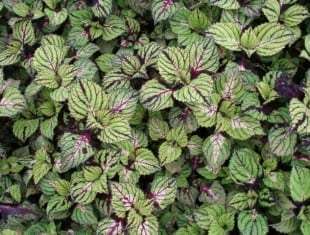 Coleus 'Fishnet Stockings'