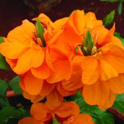 Crossandra Orange