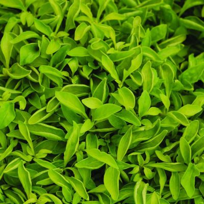 Alternanthera ficoidea 'Yellow'