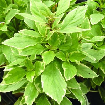 Ocimum basilicum Pesto Perpetuo (PP16260)