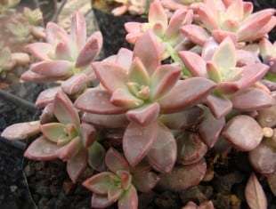 Graptopetalum Graptosedum Vera Higgins