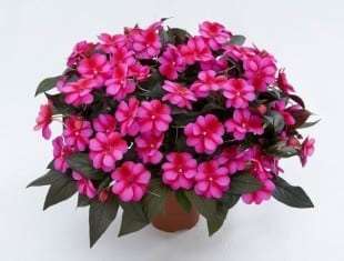 Impatiens, New Guinea Harmony Fuchsia Cream