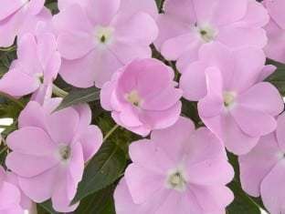 Impatiens, New Guinea Harmony Pastel Lavender