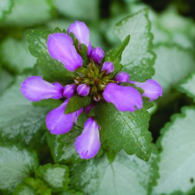 Lamium Orchid Frost (PP11122)