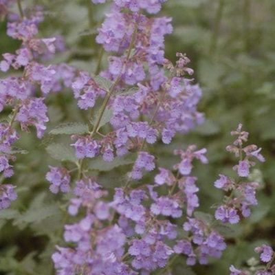 Nepeta faassenii 'Walker's Low'