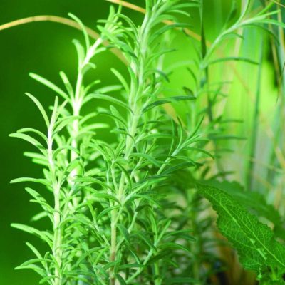 Rosmarinus officinalis Arp