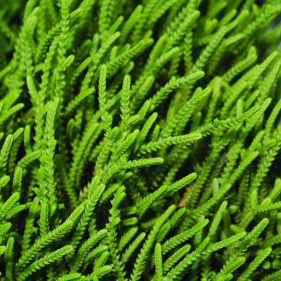 Crassula Lycapodioides