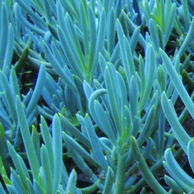 Senecio mandraliscae Blue