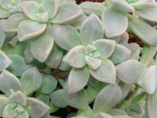 Graptopetalum 'Superbum'