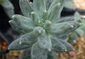 Pachyphytum 'Compactum'